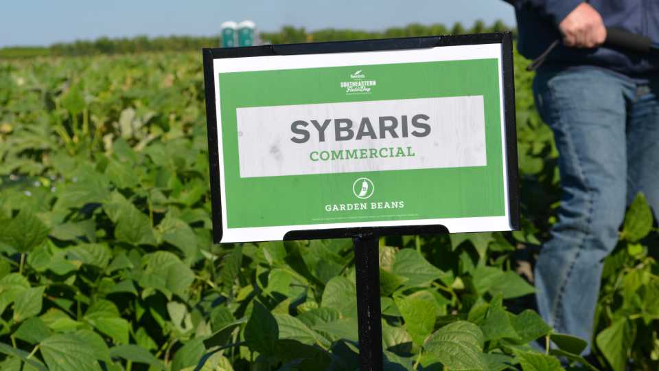Sybaris Green Bean 