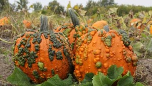 Harris Moran Presents Its Latest Vegetable Varieties