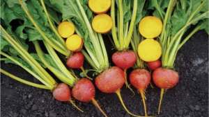 Sakata Seed Highlights Specialty Golden Beet