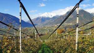 On The Road With The International Fruit Tree Association Study Tour To Italy Part 3 [Slideshow]