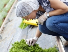 What You Need To Know To Maintain An Effective IPM Program In The Greenhouse