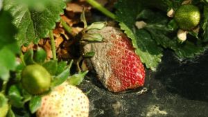 How To Prepare For Strawberry Pathogens