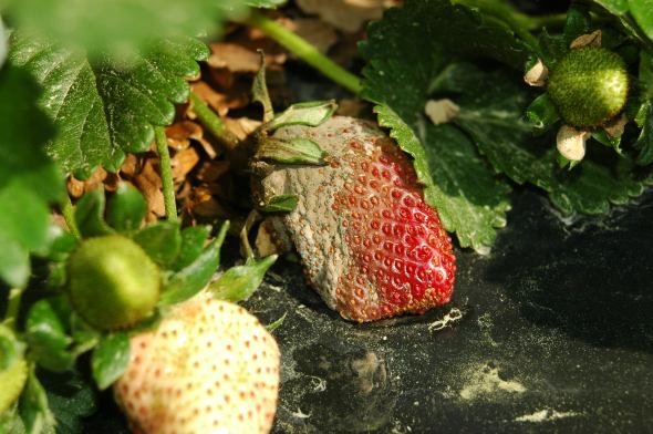 3 New Fungicide Product Options for Vegetable Growers