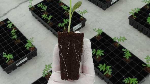 Jiffy Pumped To Introduce New Produce Propagation System
