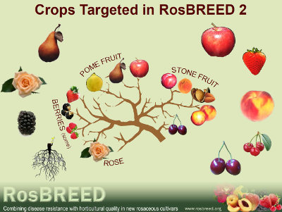RosBREED 2 Program Focuses On Disease Resistance And Quality
