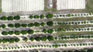 Citrus Growth Path Uncertain as Florida Real Estate Surges
