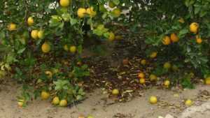 Can New Algorithm Help Solve Citrus Fruit Drop Dilemma?