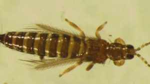 Exceptional Care Needed When Taking On Common Blossom Thrips