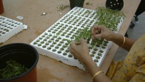 How To Be Successful Using Grafted Vegetable Plants