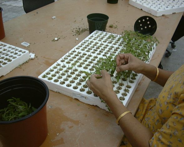 How To Be Successful Using Grafted Vegetable Plants