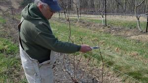 Dormant Pruning Tips For Your Berries