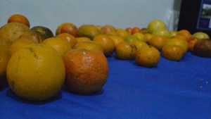 Florida Citrus Poised For A Comeback