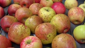 The Story Of Honeycrisp Is One Of Challenges And Success