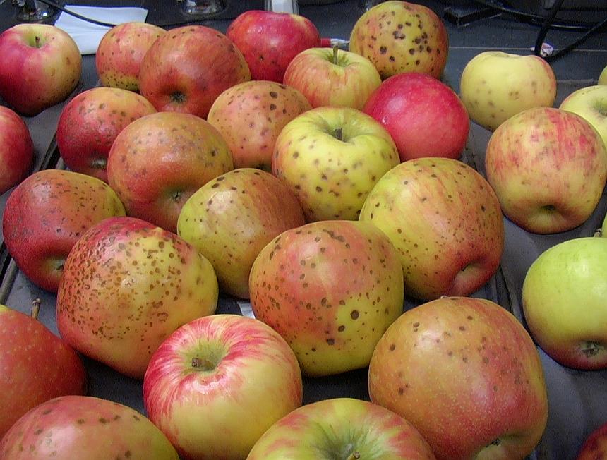 The Story Of Honeycrisp Is One Of Challenges And Success Growing Produce