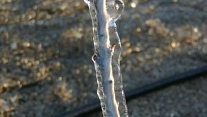 How Freezing Temperatures Affect Bearing And New Nut Trees
