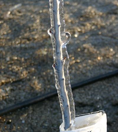 How Freezing Temperatures Affect Bearing And New Nut Trees