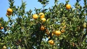 Extra Early Florida Citrus Forecast Calling For Sunshine