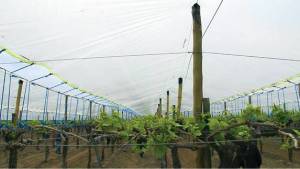 Table Grape Meetings In Chile And Australia Focus On Quality