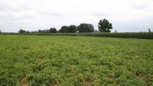 Potato Grower Black Gold Farms Aquires George Wood Farms In North Carolina