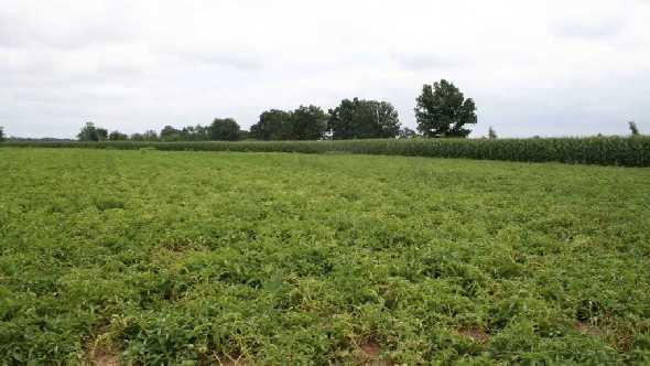 Syngenta’s Orondis Fungicide Receives EPA Approval