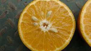 Scientists Center On Sweet Spot For Processed Oranges