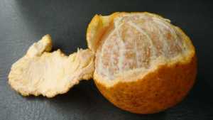 Florida Citrus Breeders Squeezed For Time