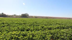 Zeal SC Miticide Now Registered With Liquid Formulation