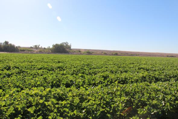 Zeal SC Miticide Now Registered With Liquid Formulation