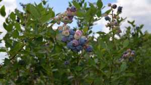 Florida Blueberry Growers Exploring Evergreen Varieties