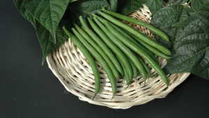 7 Top-Performing Bean Varieties