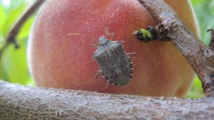 Get Ready For Brown Marmorated Stink Bug In 2015