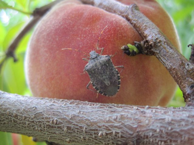 Get Ready For Brown Marmorated Stink Bug In 2015