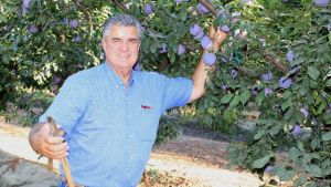 New Name, Same Mission: California Fresh Fruit Association