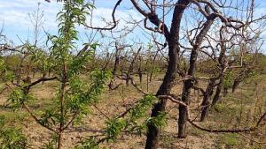 Peach Crop Hit By Cold In New York