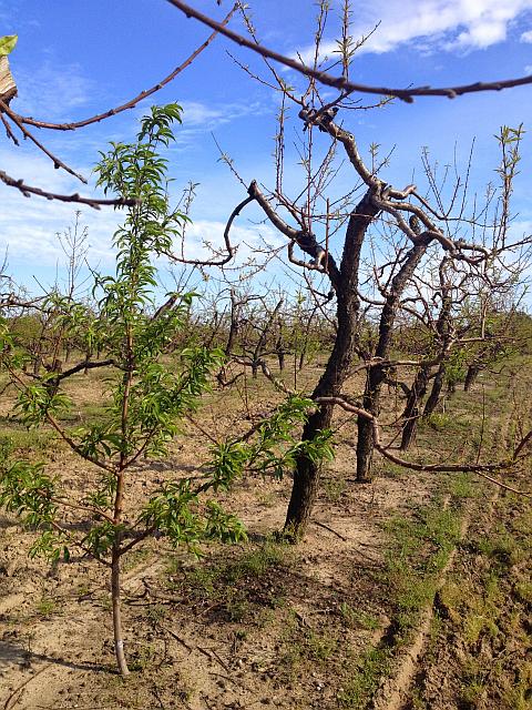 Finding A Cold-Hardy Peach Variety Is Not That Easy