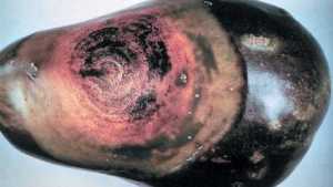 Eggplant Producers Need To Keep Phomopsis Blight In Their Sight