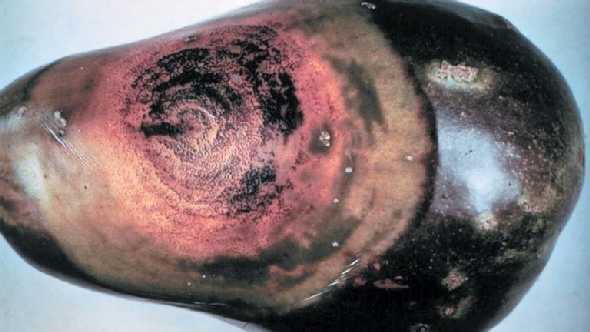 Eggplant Producers Need To Keep Phomopsis Blight In Their Sight