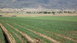 Grower Experienced In Biocontrols Says: Be Patient