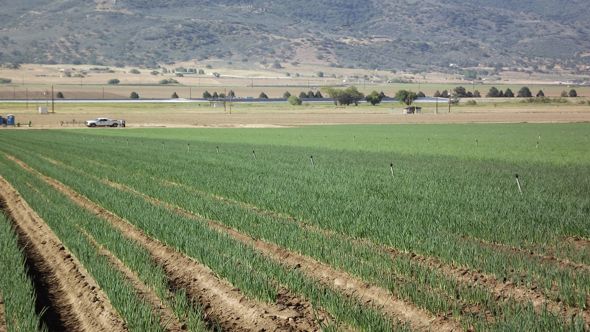 Grower Experienced In Biocontrols Says: Be Patient