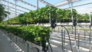 Growing Greenhouse Strawberries Can Pay