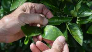 Still a Long Row to Hoe in Citrus Greening Fight