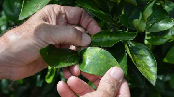 Saving Citrus A Perpetual Task