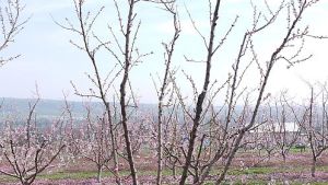 Peach Training Systems Aren’t One-Size-Fits-All