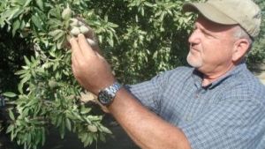 At Paramount Farming, Mating Disruption Pays Off