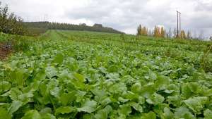 How To Learn More About Regenerative Management for Orchards and Vineyards