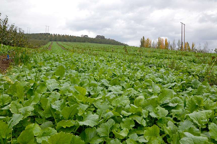 How To Learn More About Regenerative Management for Orchards and Vineyards