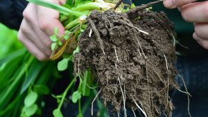 Douglas Products Powers up New Plant Health Division