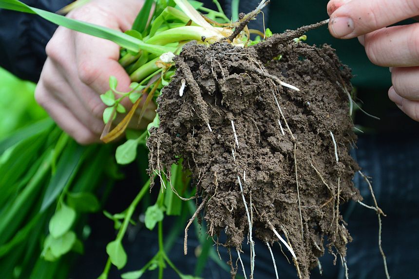 Douglas Products Powers up New Plant Health Division