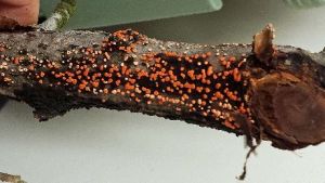 Weird Fungus Invades Apple Trees