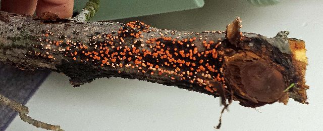 Weird Fungus Invades Apple Trees